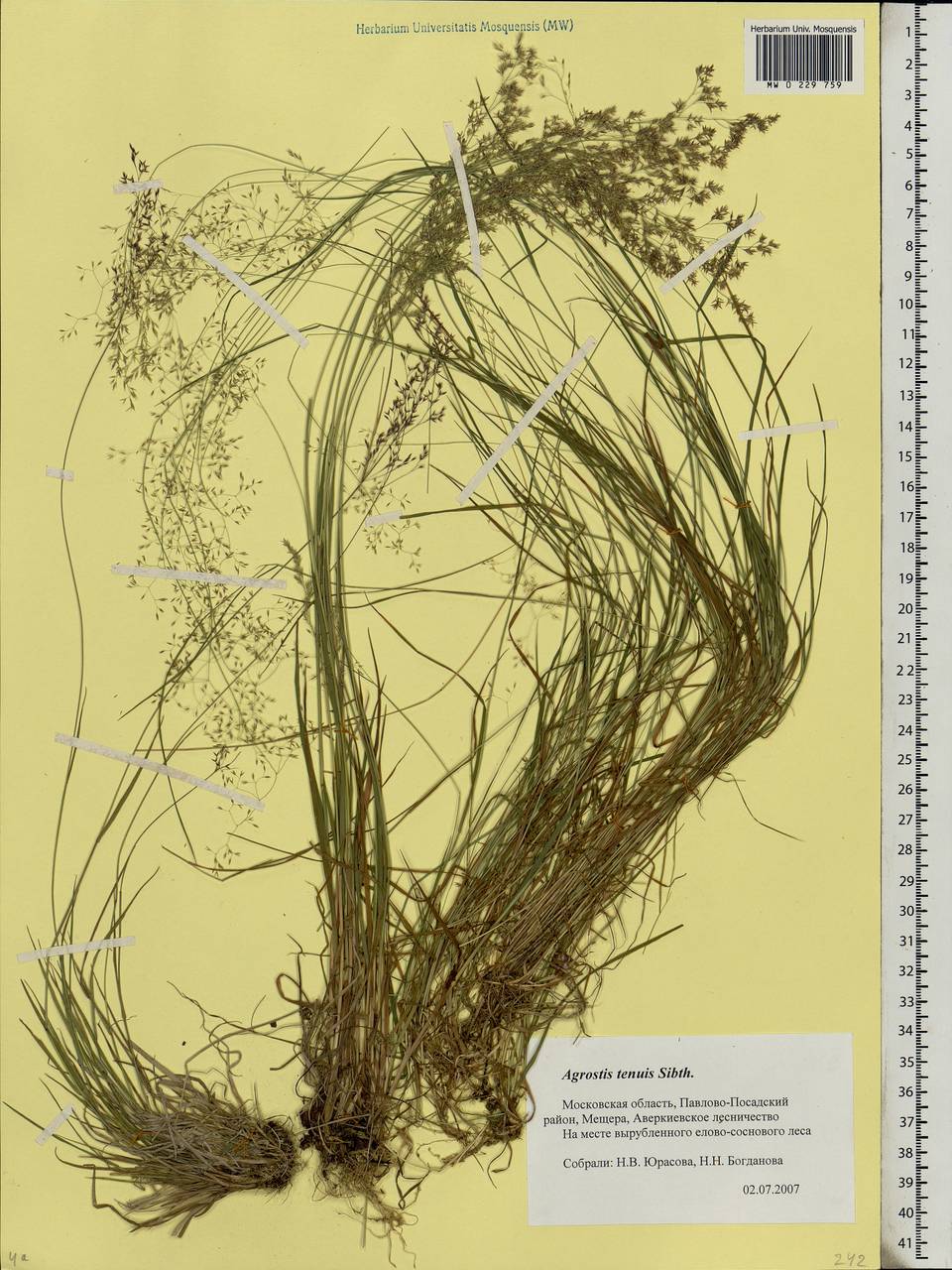 Agrostis capillaris L., Eastern Europe, Moscow region (E4a) (Russia)