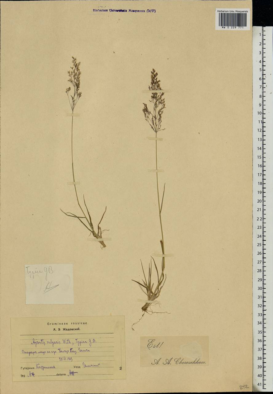 Agrostis capillaris L., Eastern Europe, Central forest region (E5) (Russia)