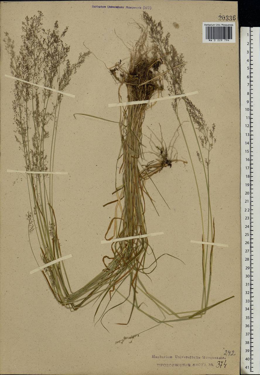 Agrostis capillaris L., Eastern Europe, Central forest region (E5) (Russia)