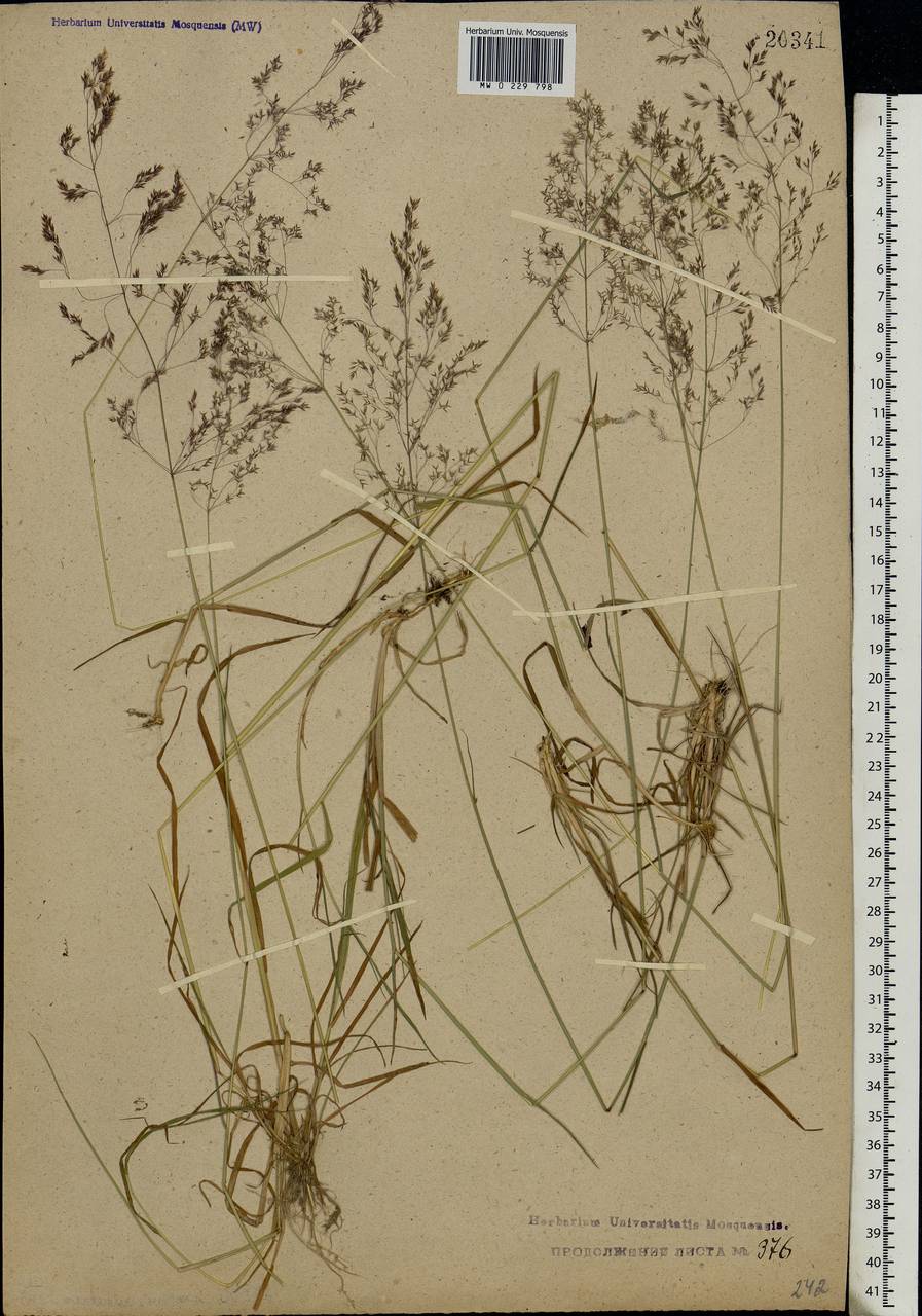 Agrostis capillaris L., Eastern Europe, Central forest region (E5) (Russia)