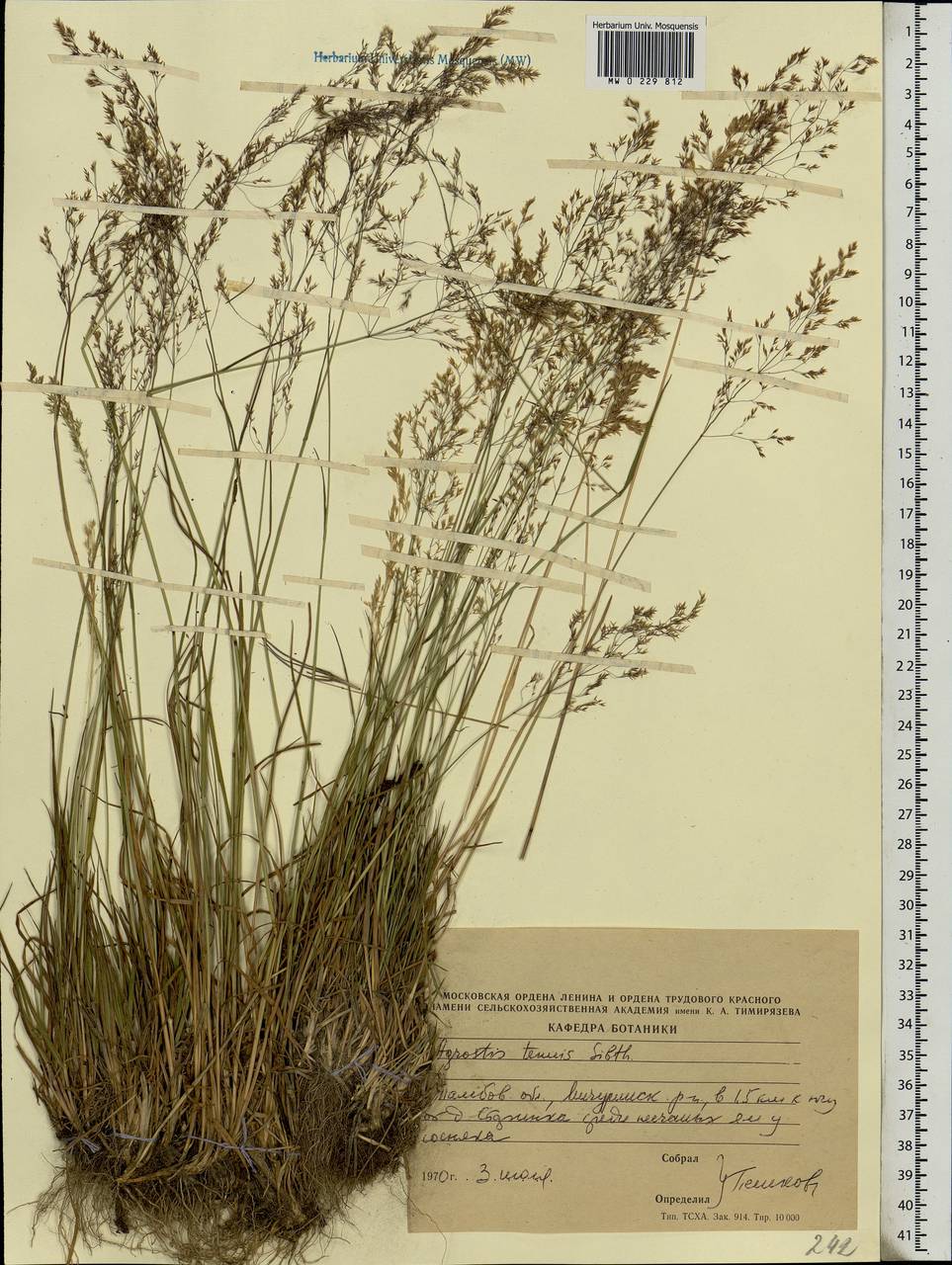 Agrostis capillaris L., Eastern Europe, Central forest-and-steppe region (E6) (Russia)