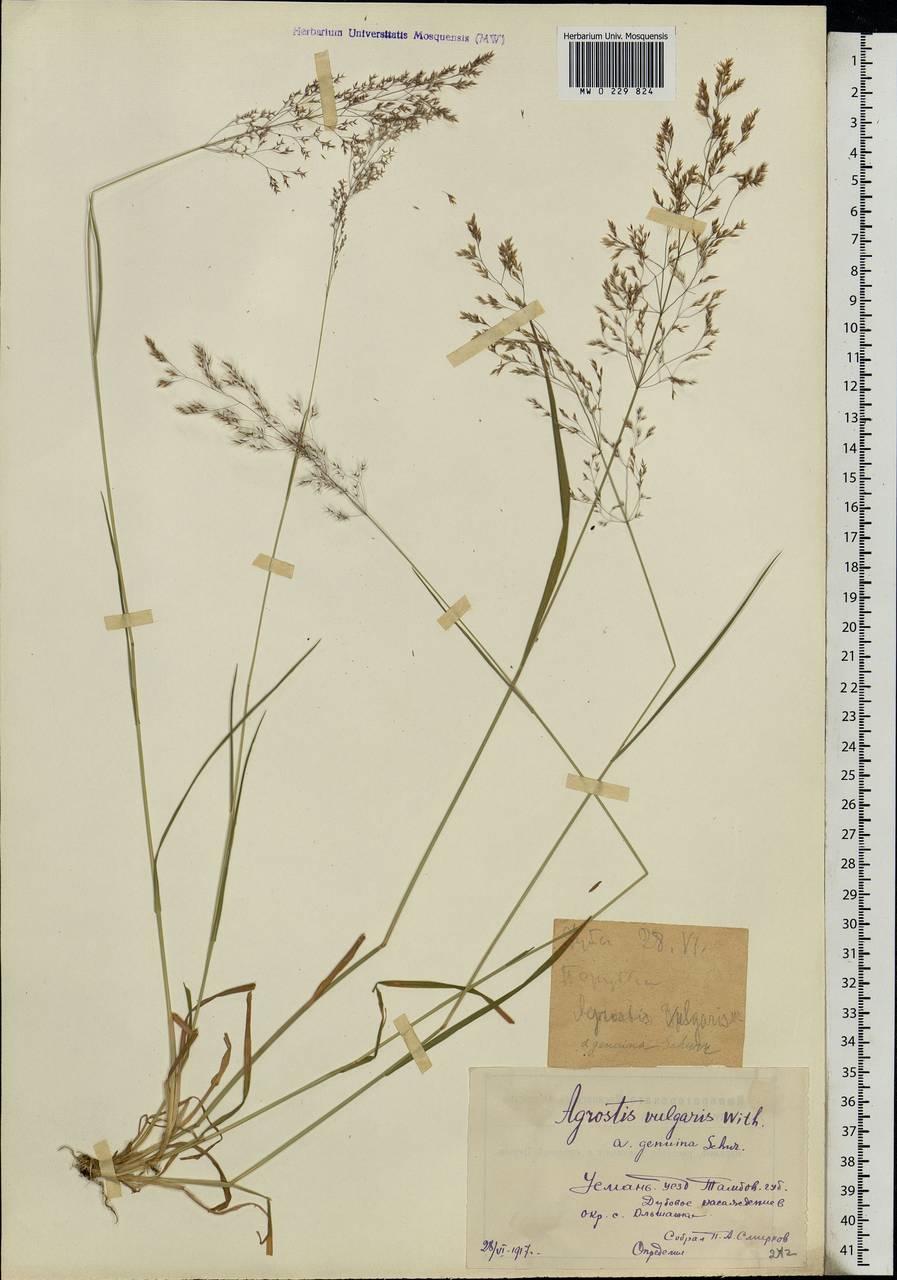 Agrostis capillaris L., Eastern Europe, Central forest-and-steppe region (E6) (Russia)