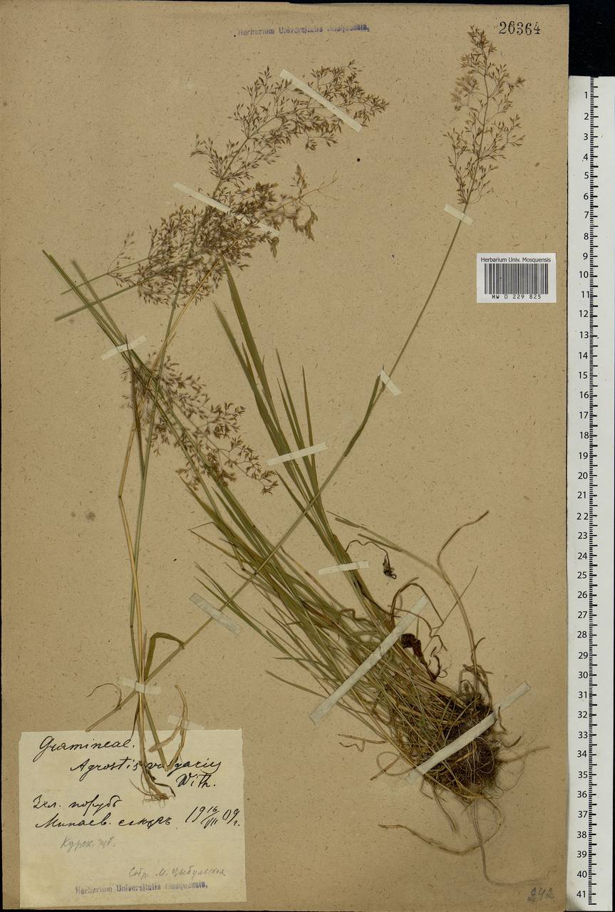 Agrostis capillaris L., Eastern Europe, Central forest-and-steppe region (E6) (Russia)