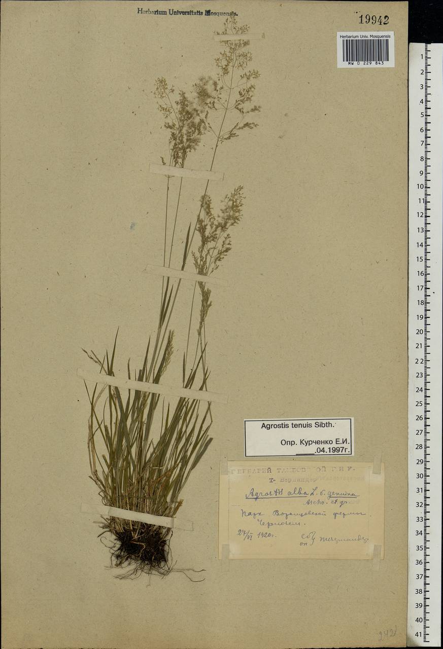 Agrostis capillaris L., Eastern Europe, Central forest-and-steppe region (E6) (Russia)