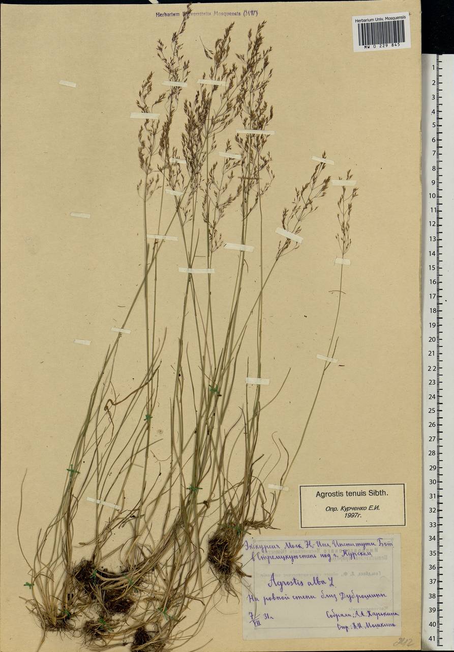 Agrostis capillaris L., Eastern Europe, Central forest-and-steppe region (E6) (Russia)