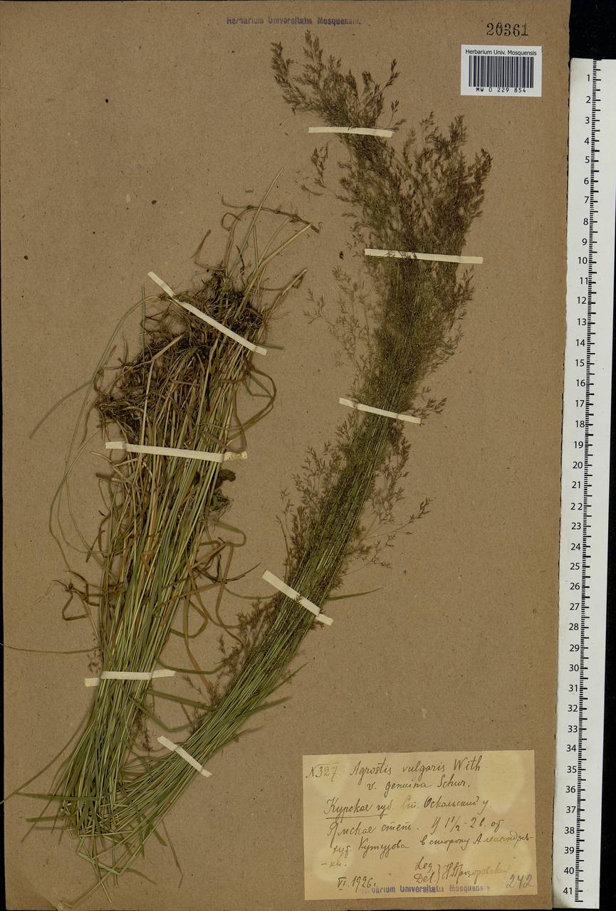 Agrostis capillaris L., Eastern Europe, Central forest-and-steppe region (E6) (Russia)