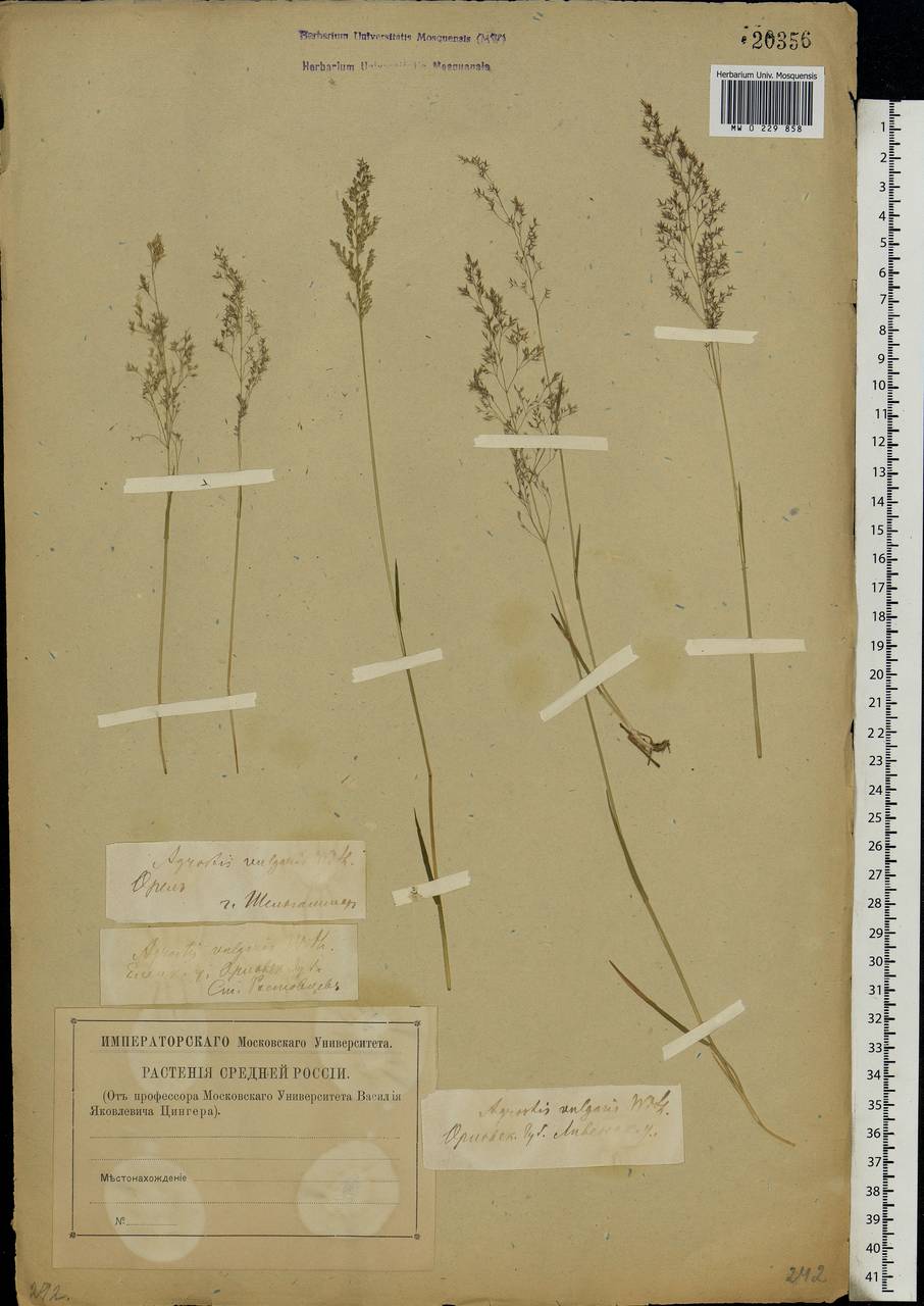 Agrostis capillaris L., Eastern Europe, Central forest-and-steppe region (E6) (Russia)