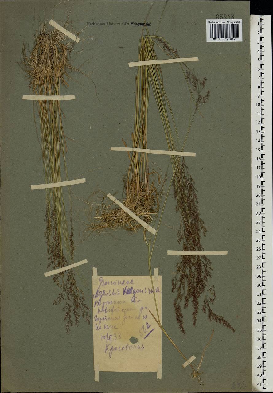 Agrostis capillaris L., Eastern Europe, Central forest-and-steppe region (E6) (Russia)