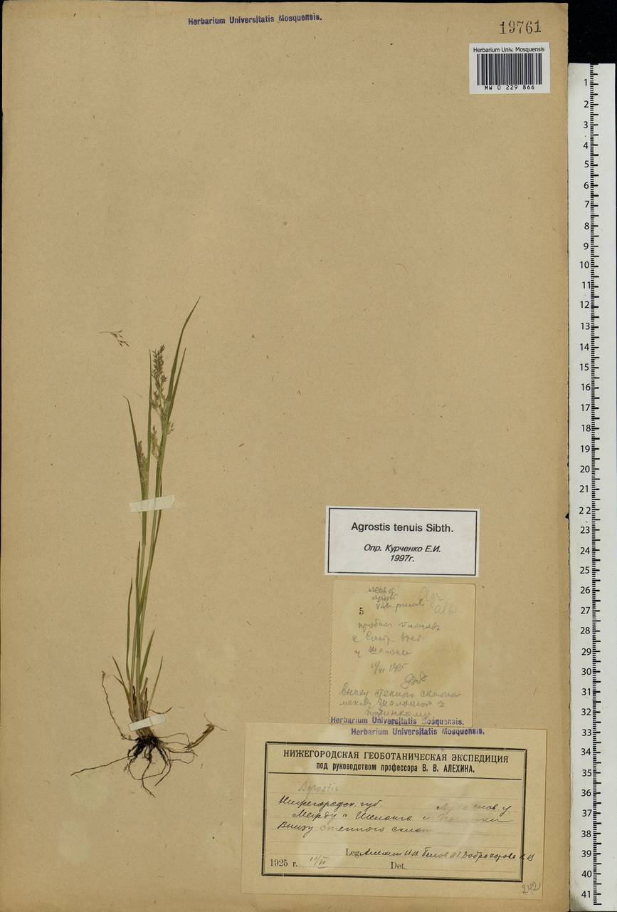Agrostis capillaris L., Eastern Europe, Volga-Kama region (E7) (Russia)