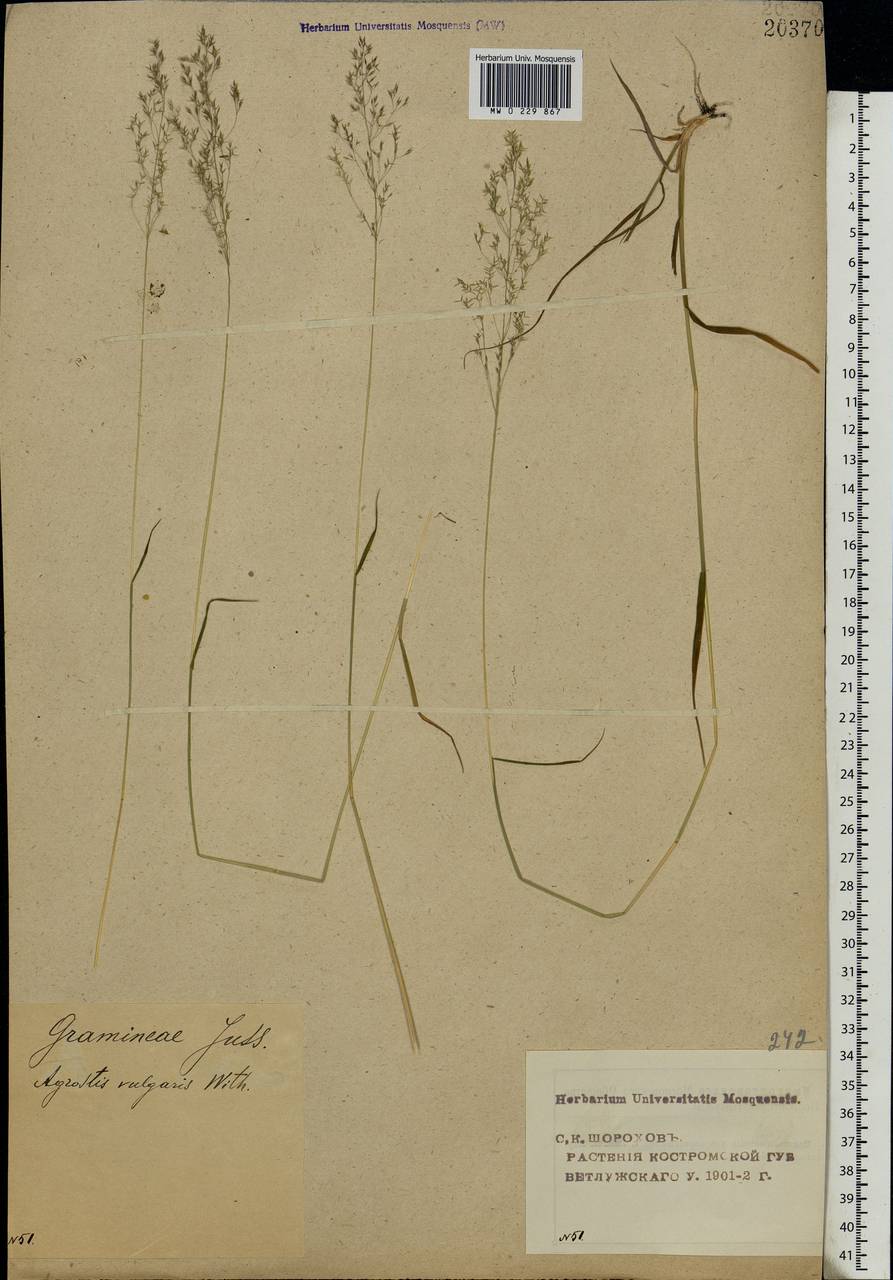 Agrostis capillaris L., Eastern Europe, Volga-Kama region (E7) (Russia)