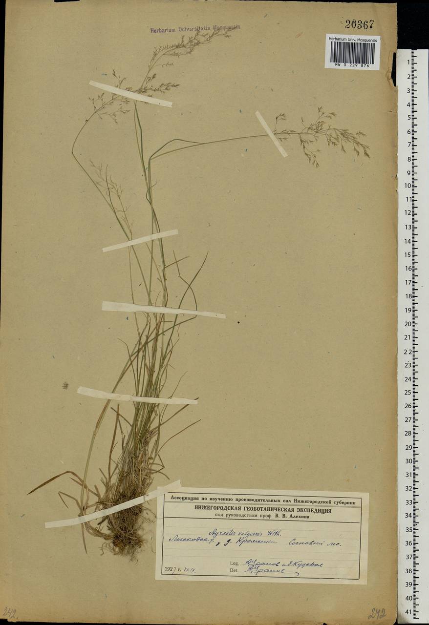 Agrostis capillaris L., Eastern Europe, Volga-Kama region (E7) (Russia)