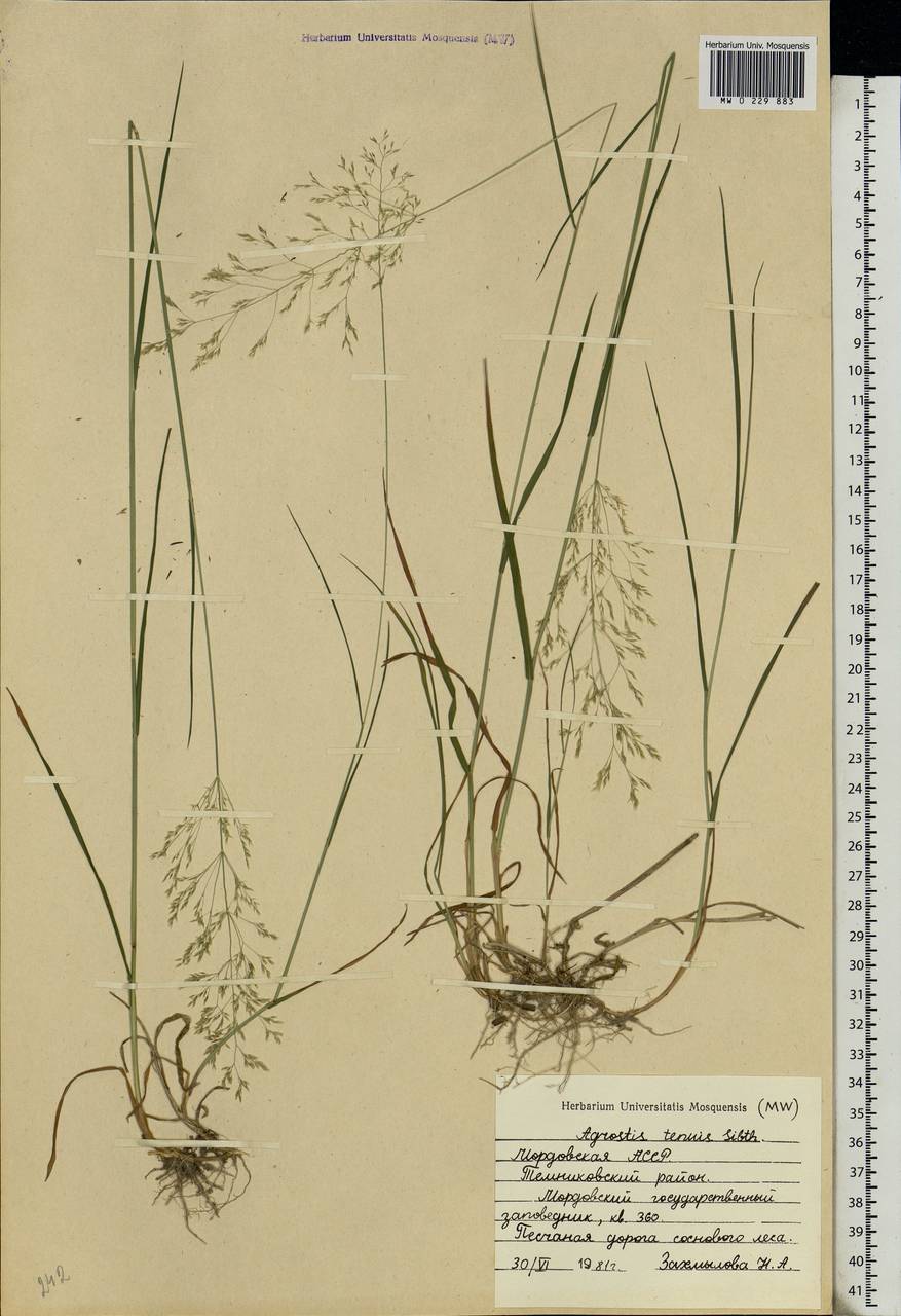Agrostis capillaris L., Eastern Europe, Middle Volga region (E8) (Russia)