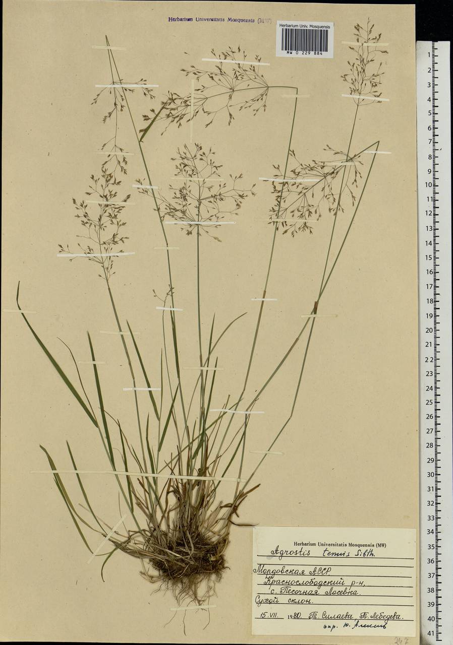 Agrostis capillaris L., Eastern Europe, Middle Volga region (E8) (Russia)