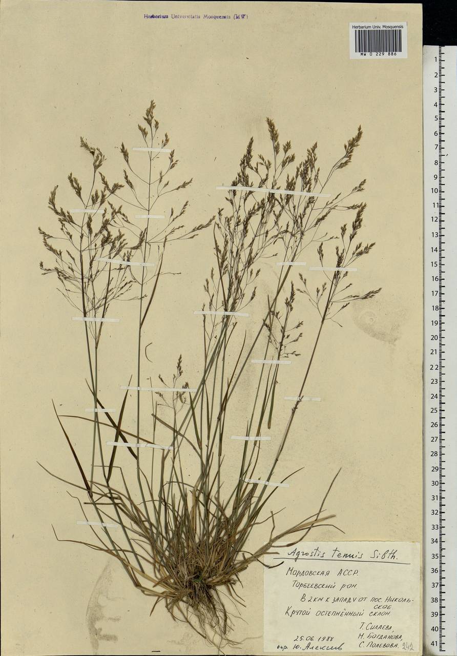 Agrostis capillaris L., Eastern Europe, Middle Volga region (E8) (Russia)