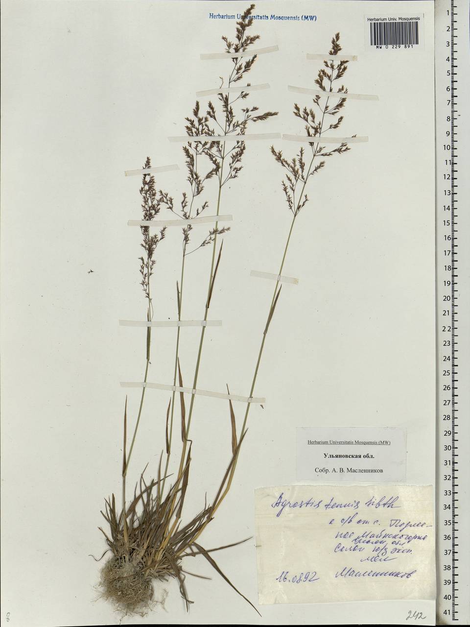 Agrostis capillaris L., Eastern Europe, Middle Volga region (E8) (Russia)