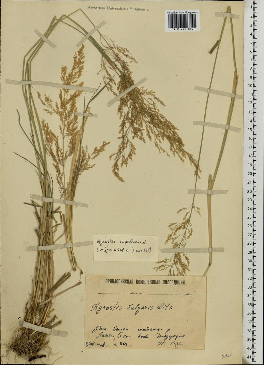 Agrostis capillaris L., Eastern Europe, Lower Volga region (E9) (Russia)