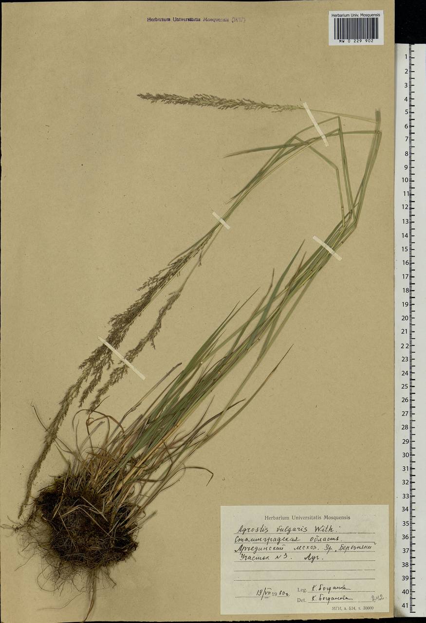 Agrostis capillaris L., Eastern Europe, Lower Volga region (E9) (Russia)