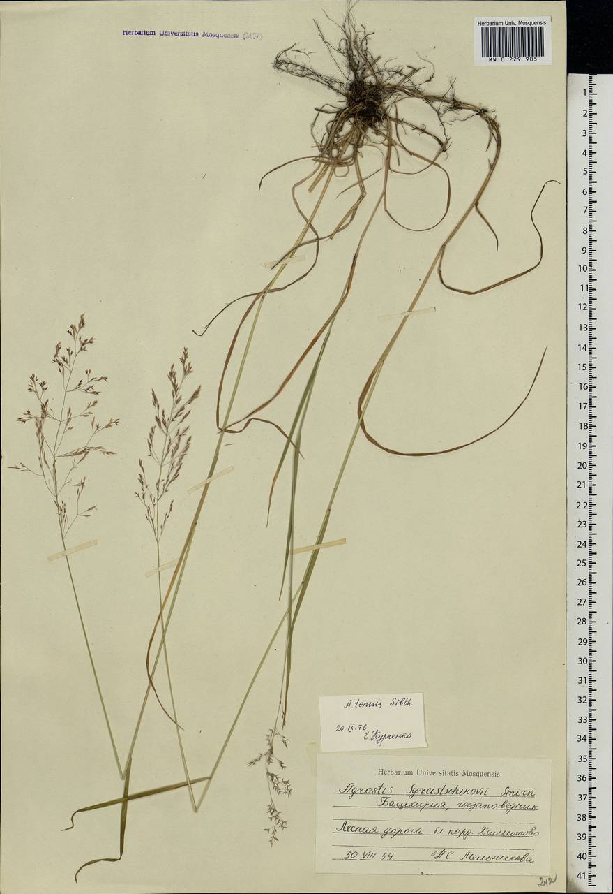 Agrostis capillaris L., Eastern Europe, Eastern region (E10) (Russia)