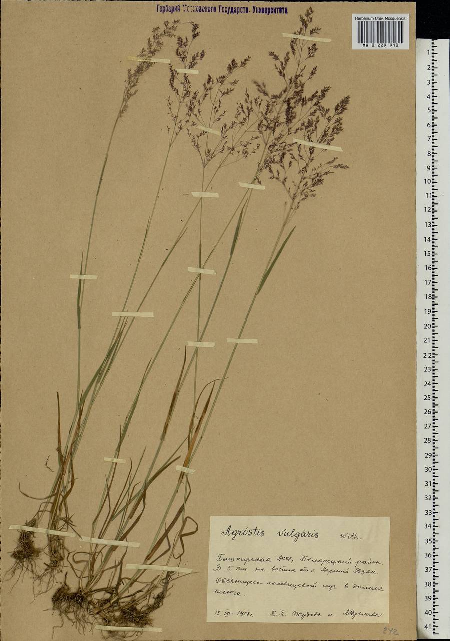 Agrostis capillaris L., Eastern Europe, Eastern region (E10) (Russia)