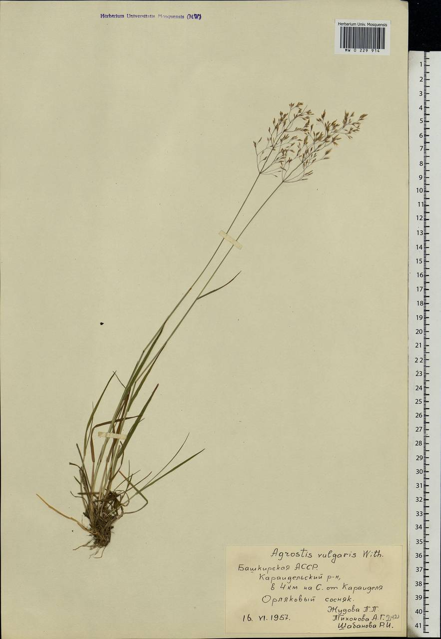 Agrostis capillaris L., Eastern Europe, Eastern region (E10) (Russia)