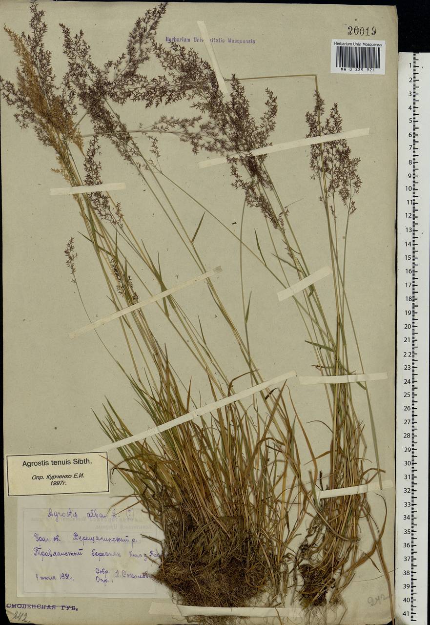 Agrostis capillaris L., Eastern Europe, Eastern region (E10) (Russia)