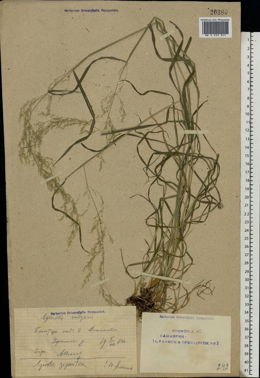 Agrostis capillaris L., Eastern Europe, Eastern region (E10) (Russia)