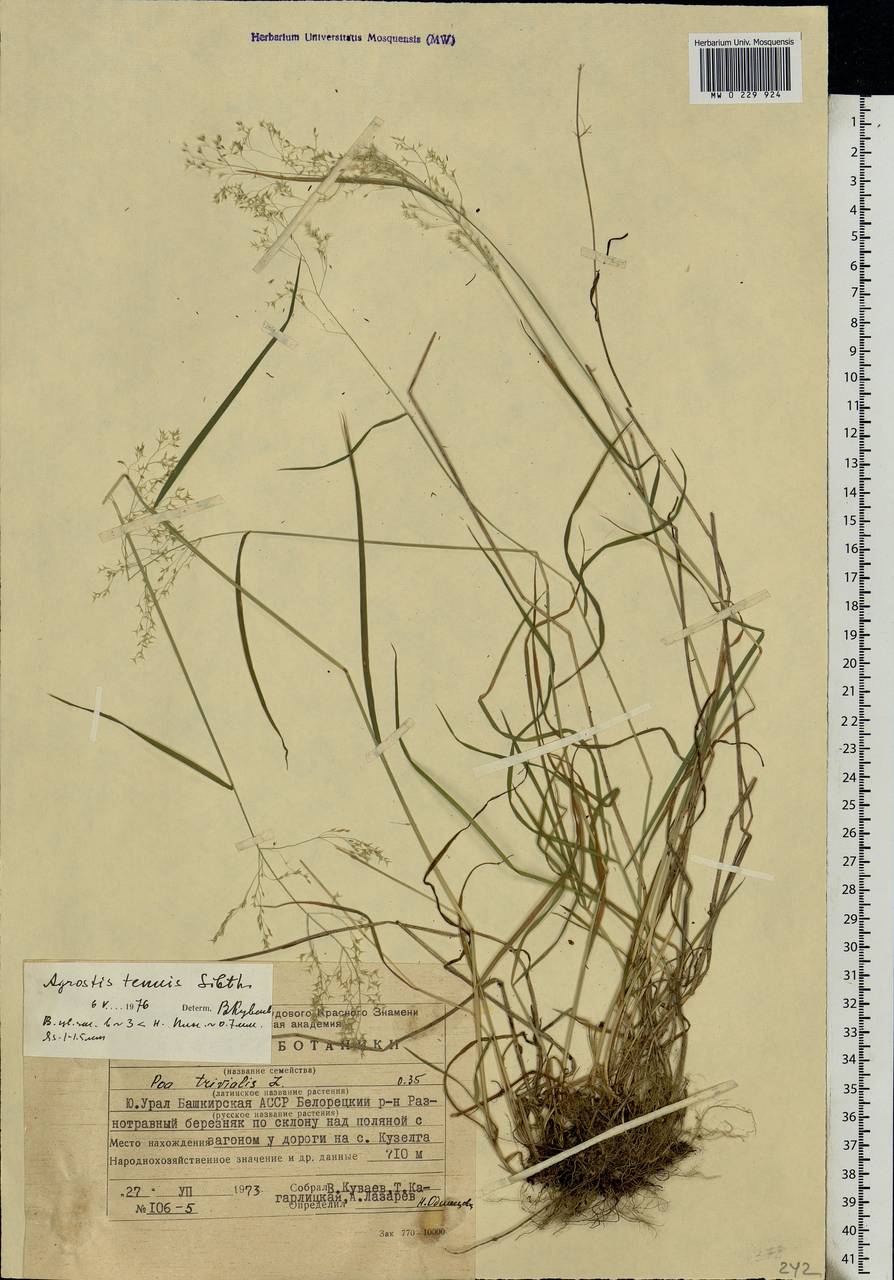 Agrostis capillaris L., Eastern Europe, Eastern region (E10) (Russia)