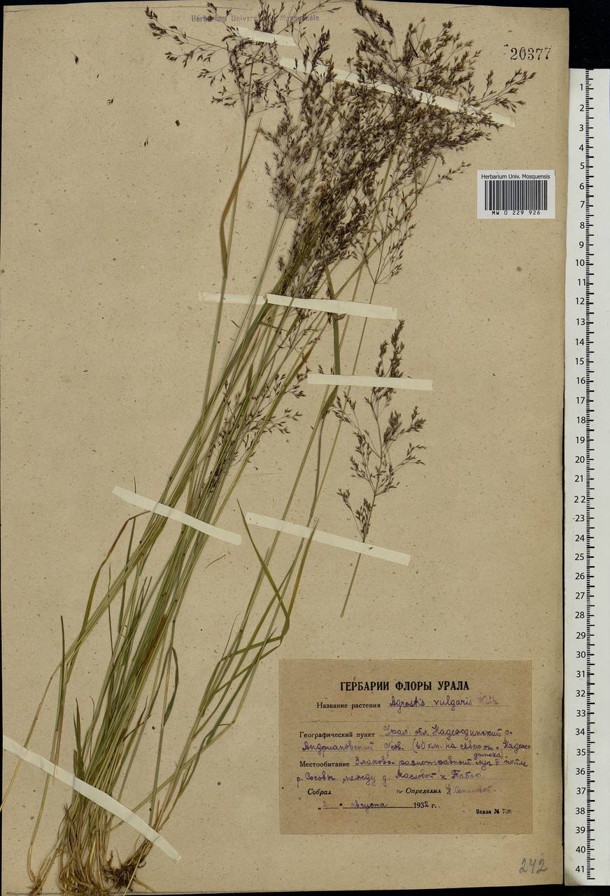 Agrostis capillaris L., Eastern Europe, Eastern region (E10) (Russia)