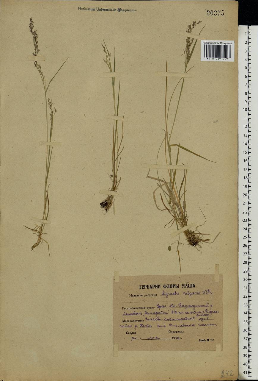 Agrostis capillaris L., Eastern Europe, Eastern region (E10) (Russia)