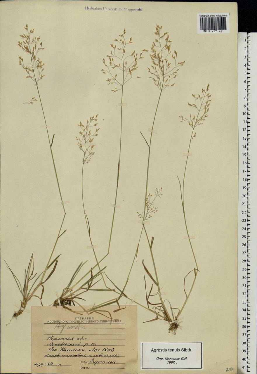 Agrostis capillaris L., Eastern Europe, Eastern region (E10) (Russia)