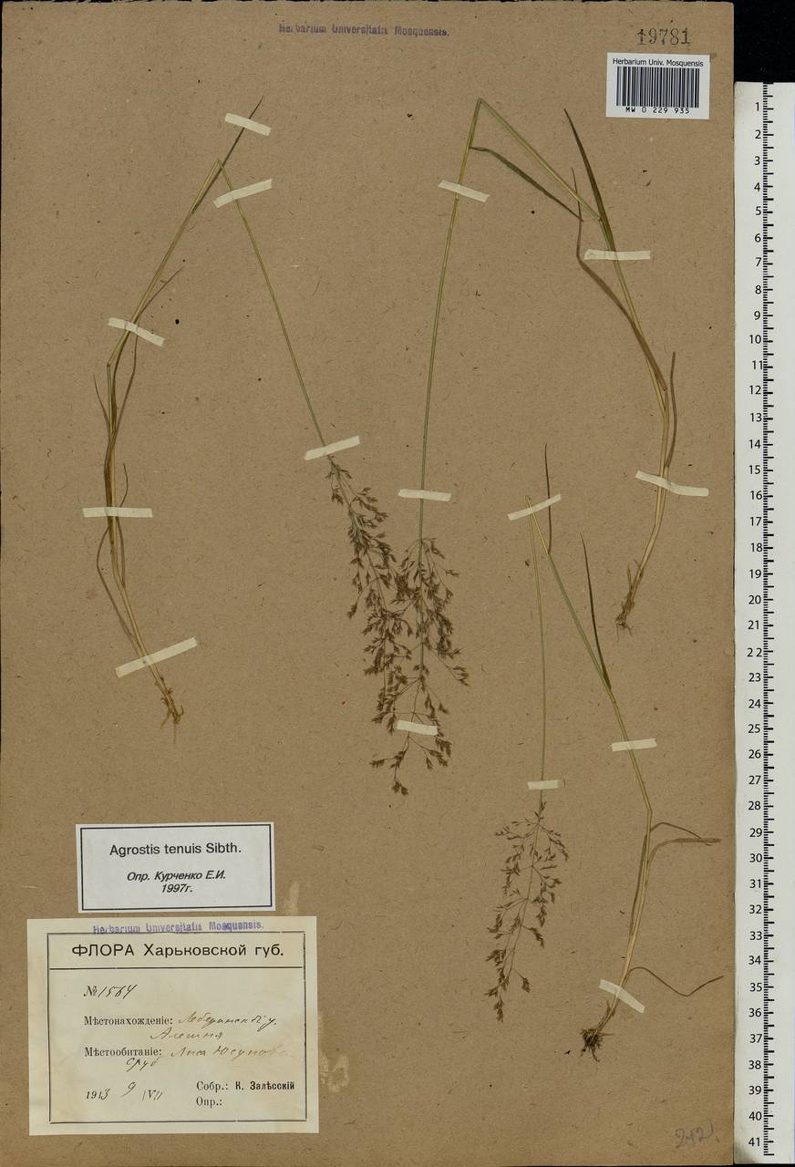 Agrostis capillaris L., Eastern Europe, North Ukrainian region (E11) (Ukraine)