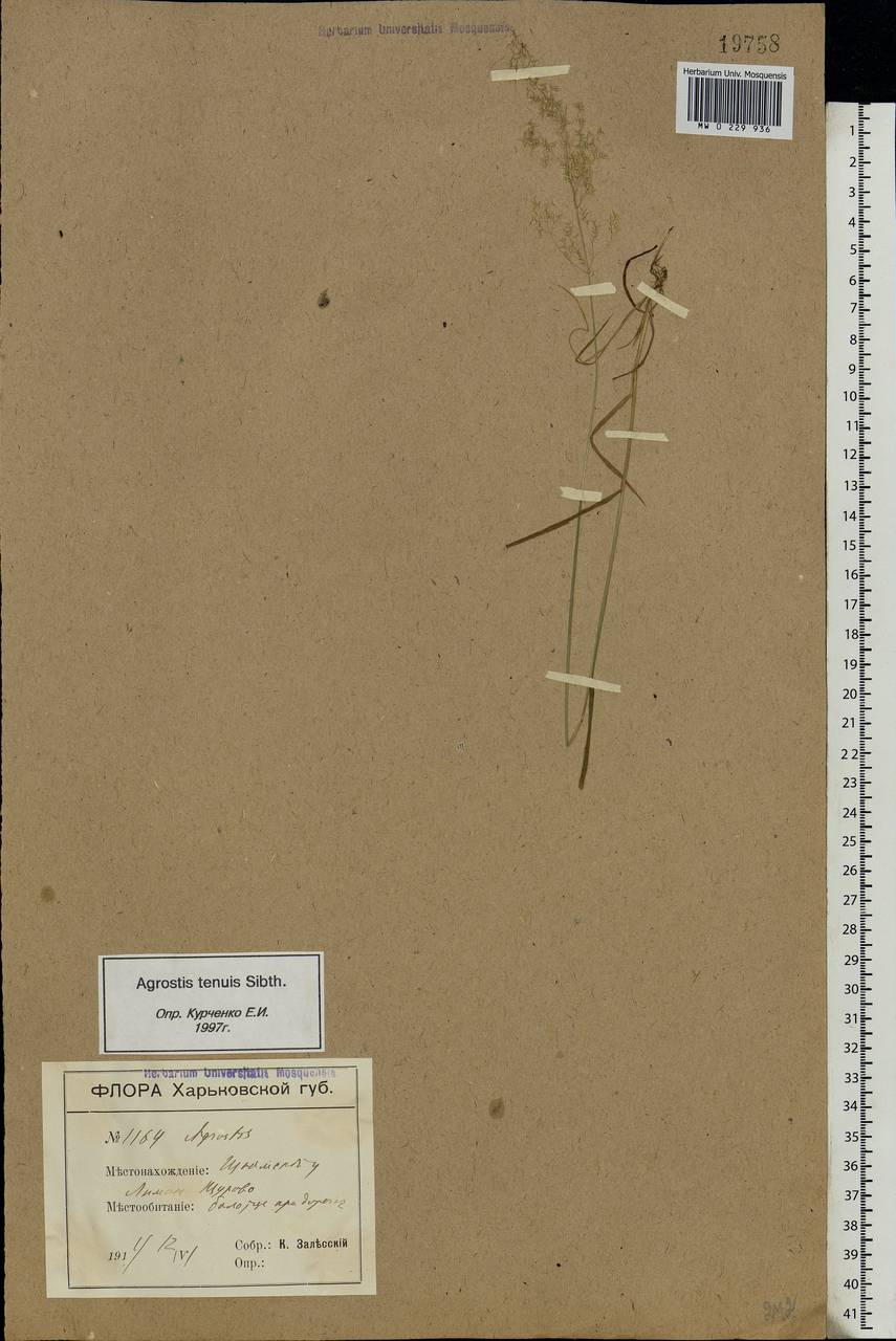 Agrostis capillaris L., Eastern Europe, South Ukrainian region (E12) (Ukraine)