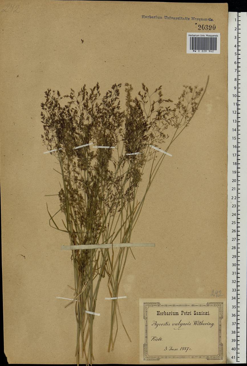 Agrostis capillaris L., Eastern Europe, North Ukrainian region (E11) (Ukraine)