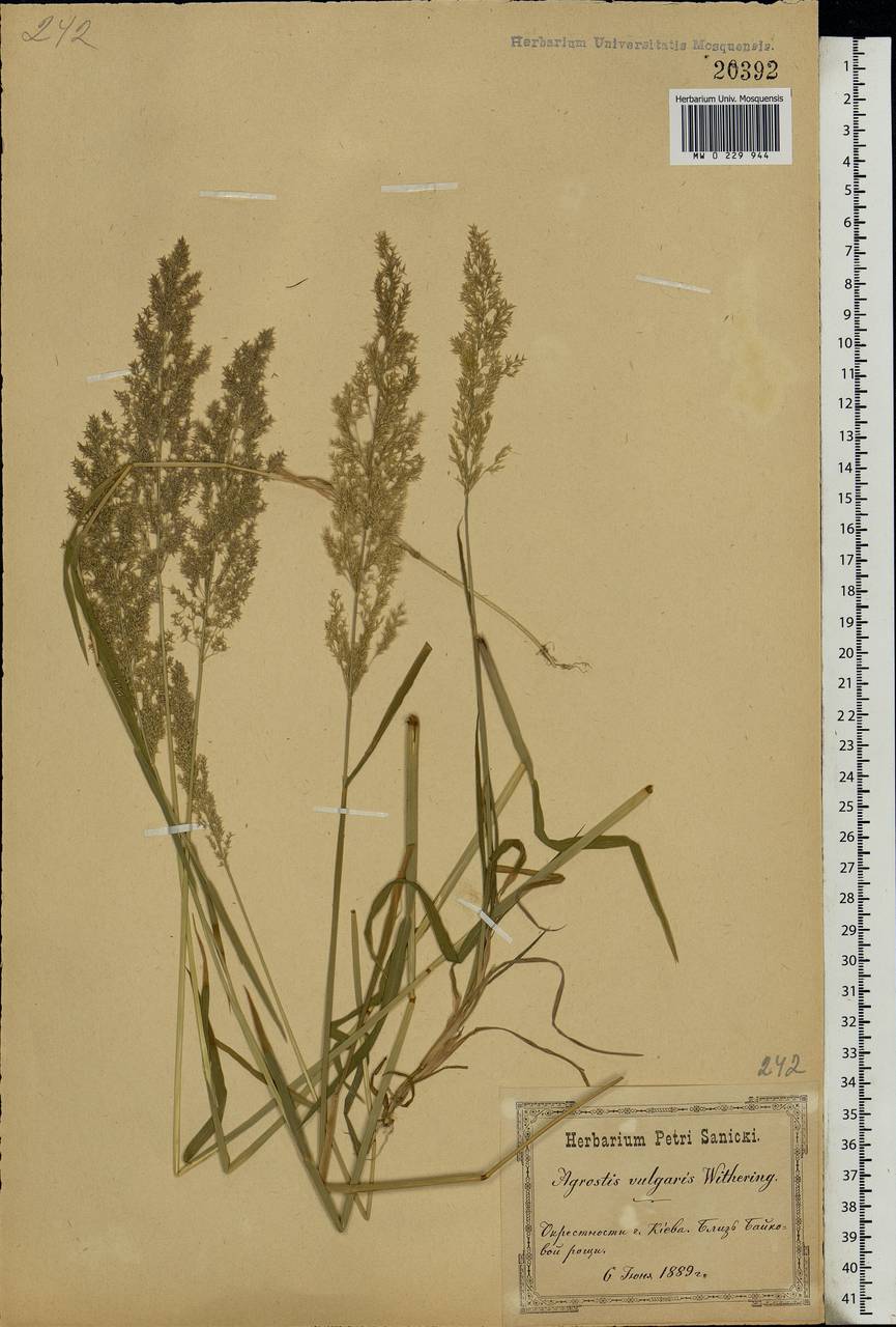 Agrostis capillaris L., Eastern Europe, North Ukrainian region (E11) (Ukraine)