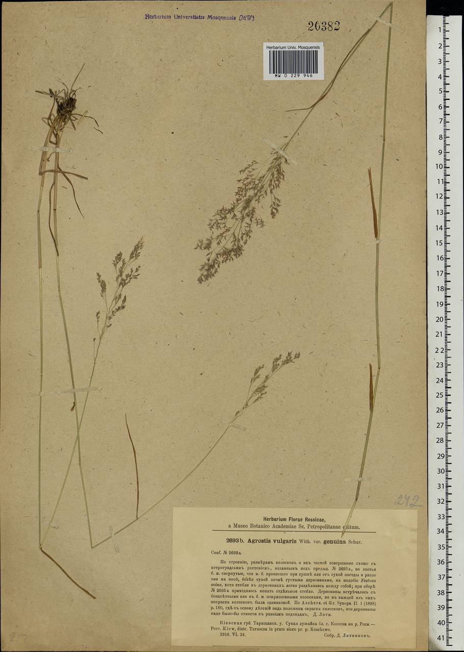 Agrostis capillaris L., Eastern Europe, North Ukrainian region (E11) (Ukraine)