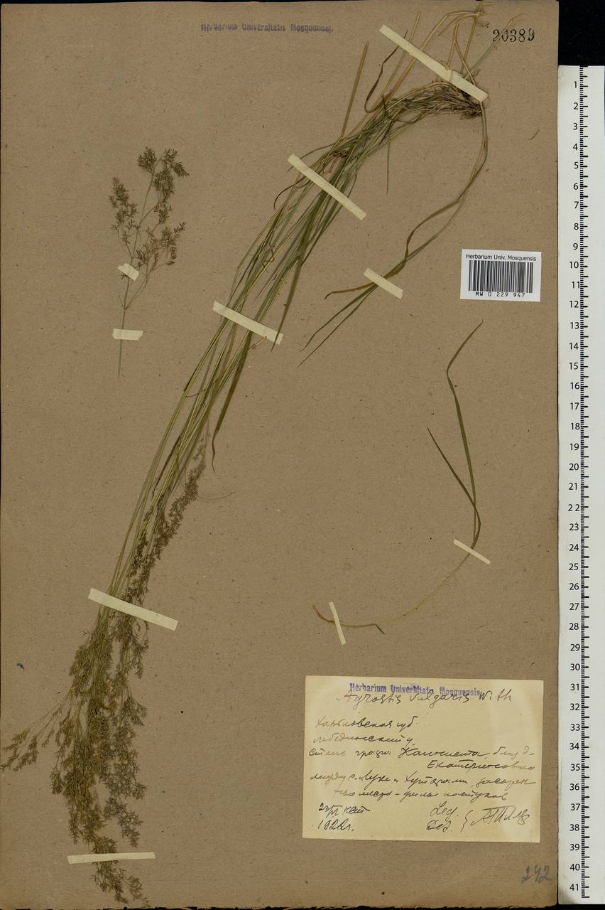 Agrostis capillaris L., Eastern Europe, North Ukrainian region (E11) (Ukraine)