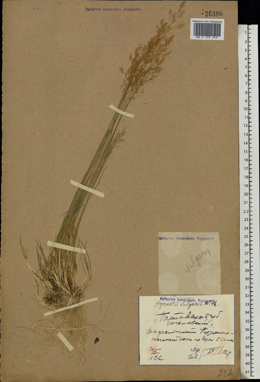 Agrostis capillaris L., Eastern Europe, North Ukrainian region (E11) (Ukraine)