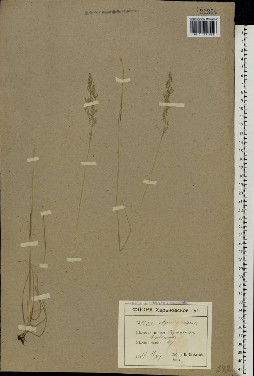 Agrostis capillaris L., Eastern Europe, North Ukrainian region (E11) (Ukraine)