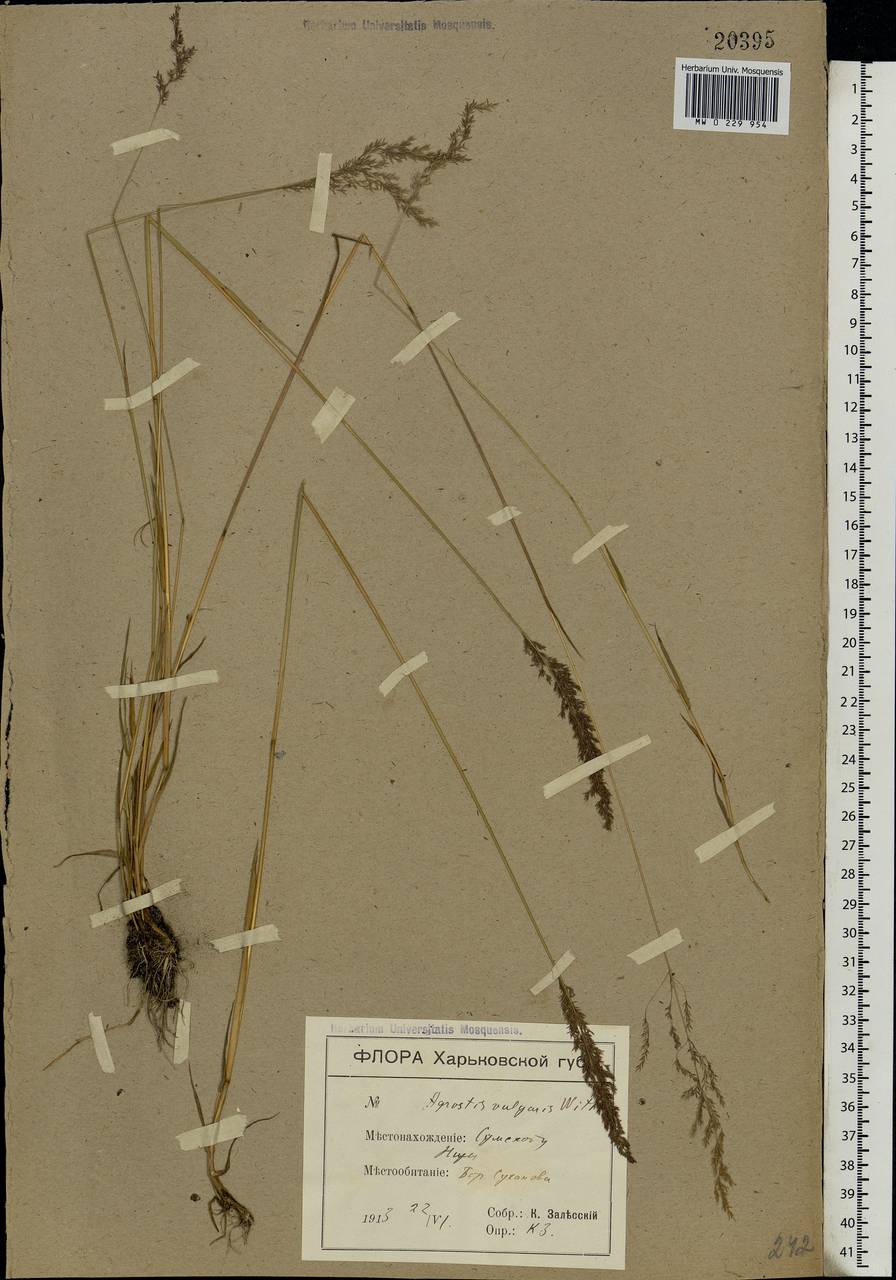 Agrostis capillaris L., Eastern Europe, North Ukrainian region (E11) (Ukraine)