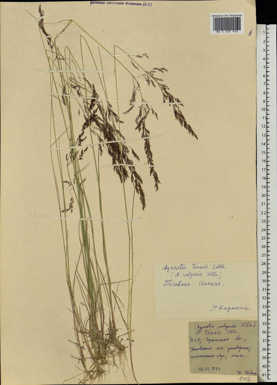 Agrostis capillaris L., Eastern Europe, South Ukrainian region (E12) (Ukraine)