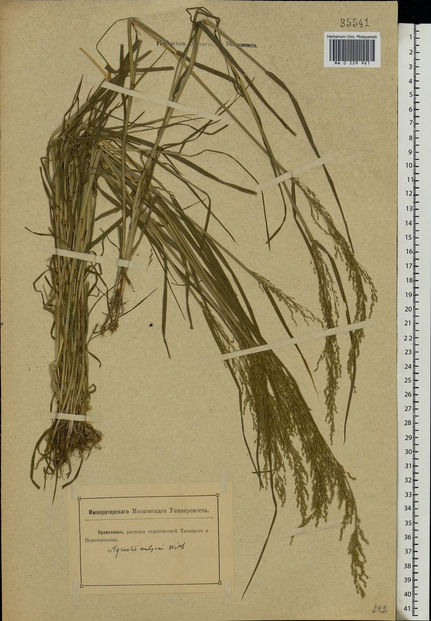 Agrostis capillaris L., Eastern Europe, Rostov Oblast (E12a) (Russia)