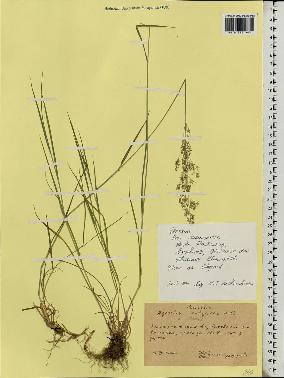 Agrostis capillaris L., Eastern Europe, West Ukrainian region (E13) (Ukraine)