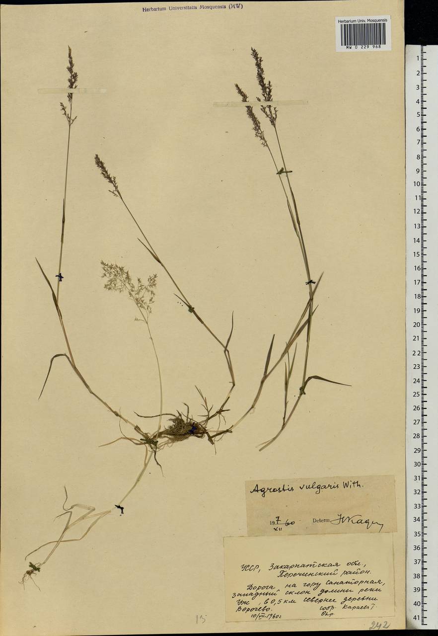 Agrostis capillaris L., Eastern Europe, West Ukrainian region (E13) (Ukraine)
