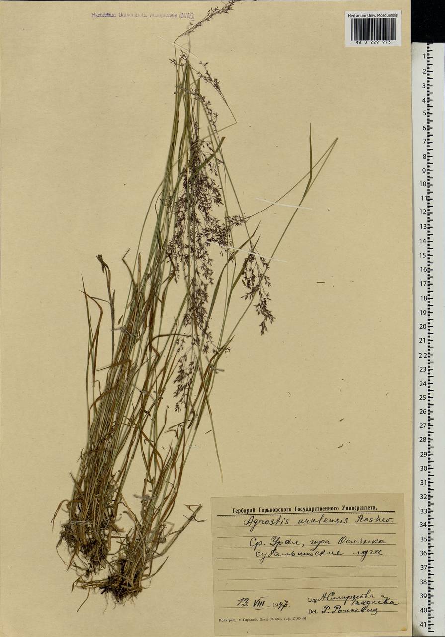 Agrostis, Eastern Europe, Eastern region (E10) (Russia)