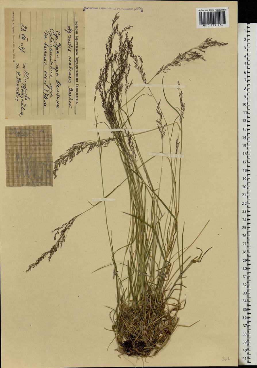 Agrostis, Eastern Europe, Eastern region (E10) (Russia)