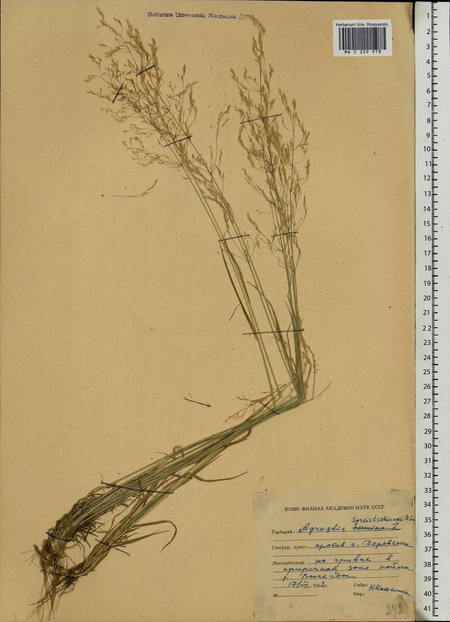 Agrostis vinealis Schreb., Eastern Europe, Northern region (E1) (Russia)