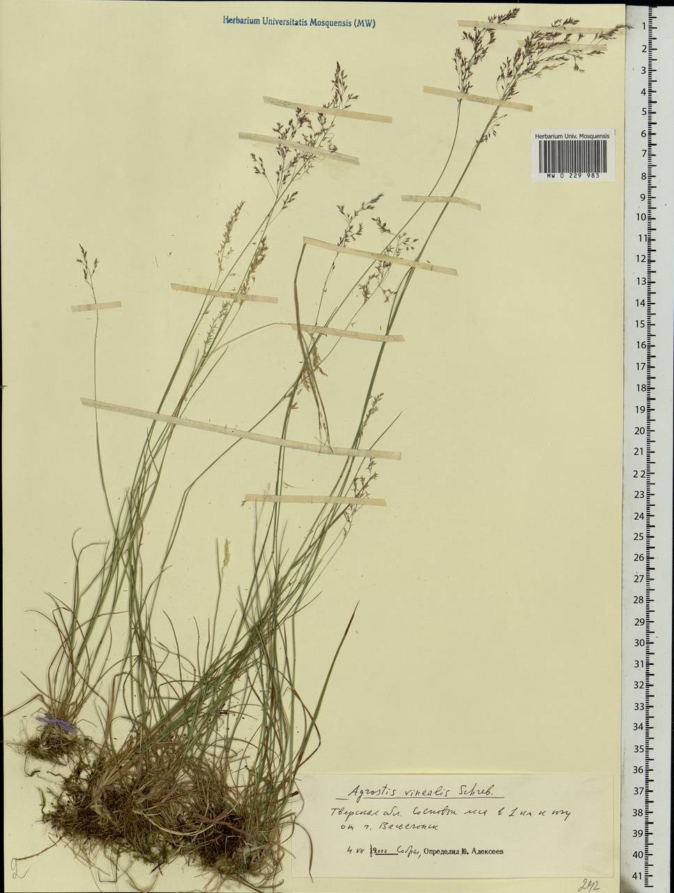 Agrostis vinealis Schreb., Eastern Europe, North-Western region (E2) (Russia)