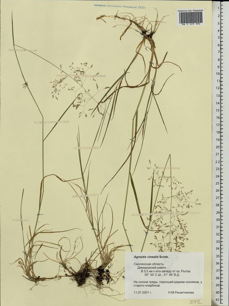 Agrostis vinealis Schreb., Eastern Europe, Western region (E3) (Russia)