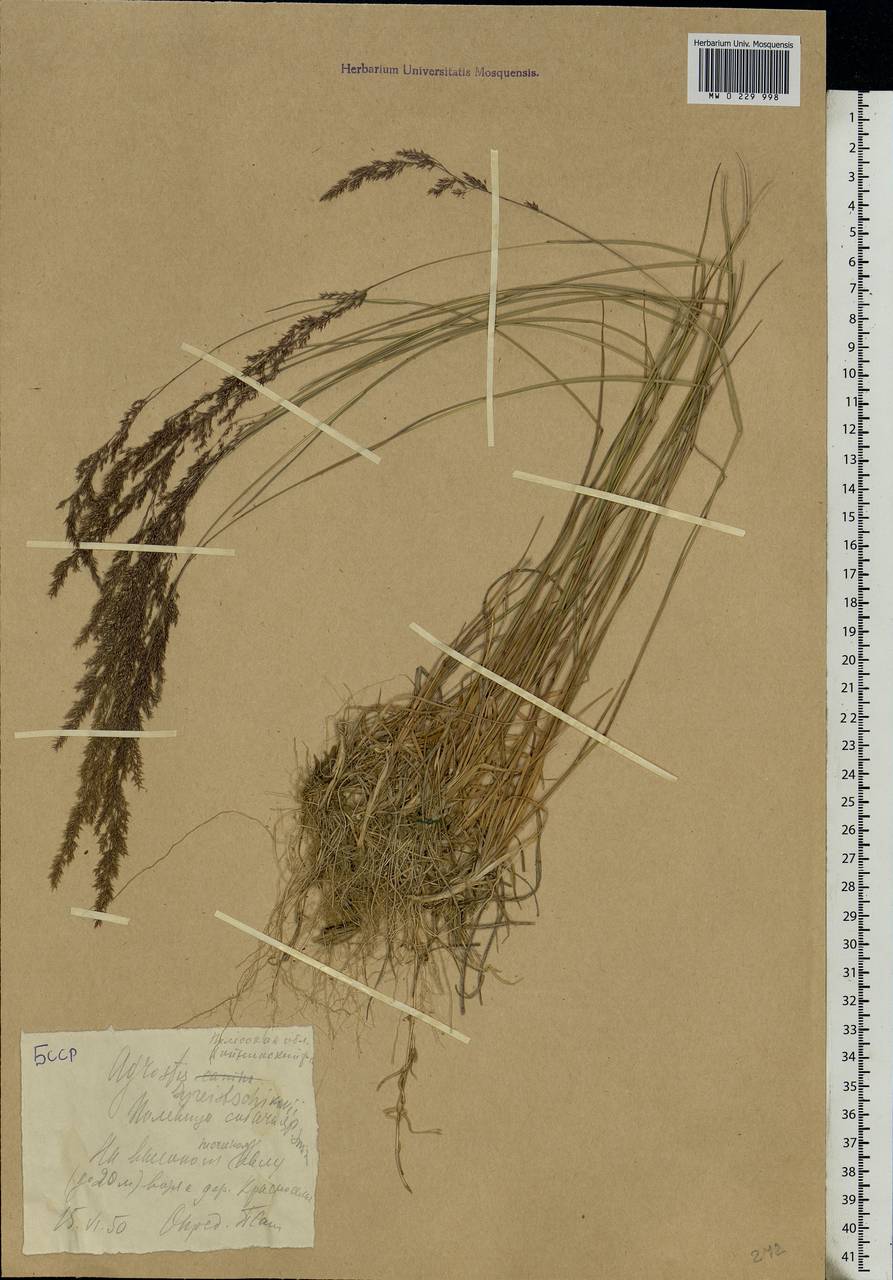 Agrostis vinealis Schreb., Eastern Europe, Belarus (E3a) (Belarus)