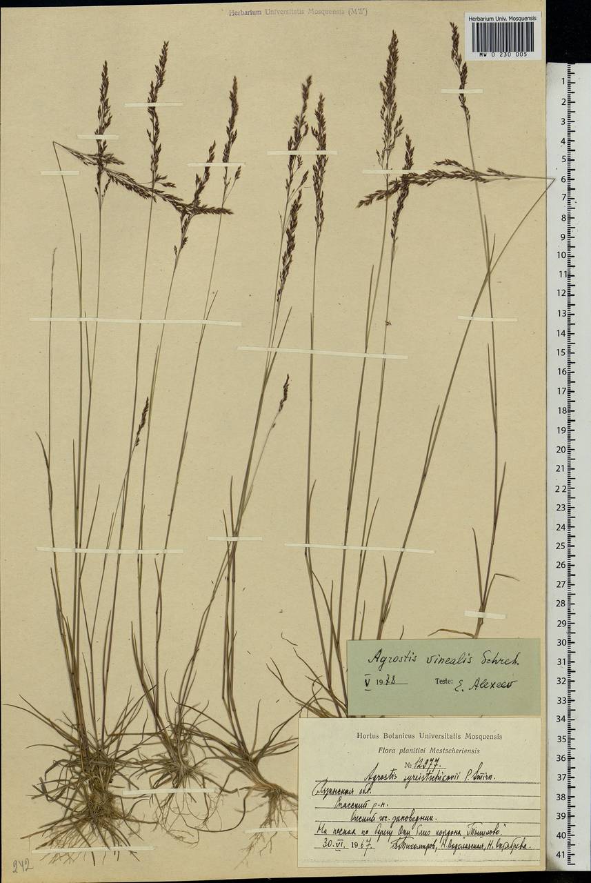 Agrostis vinealis Schreb., Eastern Europe, Central region (E4) (Russia)